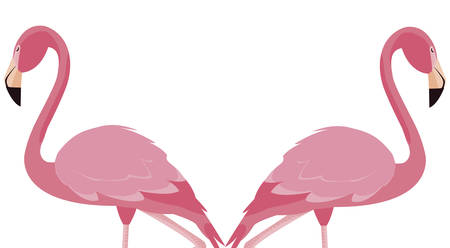 elegant flamingo birds couple vector illustration designのイラスト素材