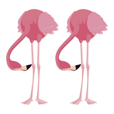 elegant flamingo birds couple vector illustration designのイラスト素材