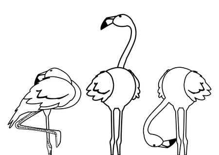 exotic flemish group birds with different poses vector illustration designのイラスト素材