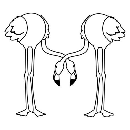 exotic flemish couple birds with heads down vector illustration designのイラスト素材