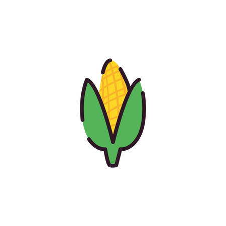 Corn design, Food vegetable agriculture green plant maize cob and organic theme Vector illustrationのイラスト素材