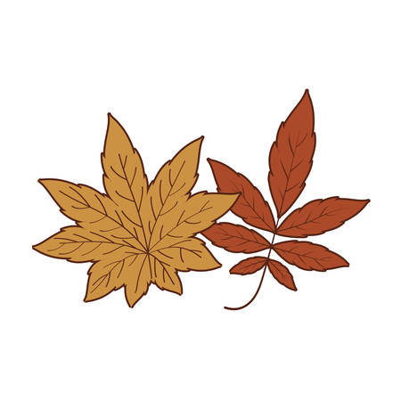 Two autumn leaves design, season nature ornament garden decoration and botany theme Vector illustrationのイラスト素材