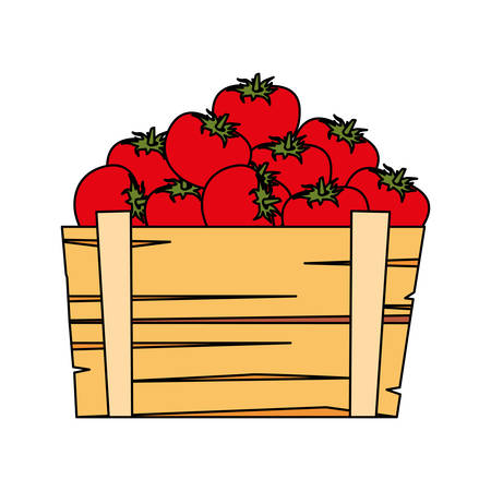 tomatoes design, Vegetable organic food healthy fresh natural and market theme Vector illustrationのイラスト素材