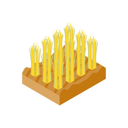 Isometric long grass design, Nature element earth eco ecology conservation bio environment and outdoor theme Vector illustrationのイラスト素材