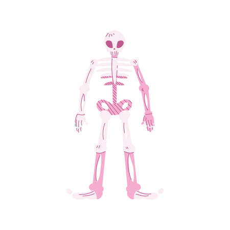 human skeleton, body part on white background vector illustration designのイラスト素材