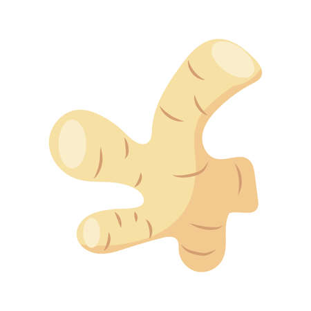 ginger vegetable icon over white background, flat detail style, vector illustrationのイラスト素材