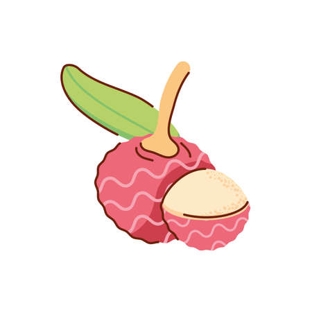 lychee fruits icon over white background, flat and colorful design, vector illustrationのイラスト素材