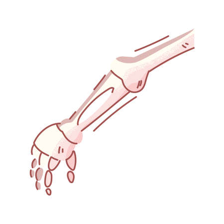 bones of the hand, body part on white background vector illustration designのイラスト素材