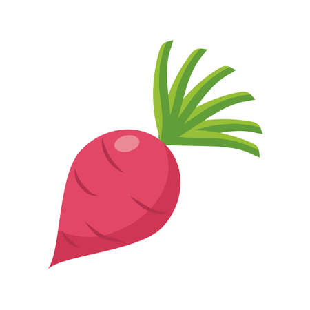 beet vegetable icon over white background, flat detail style, vector illustrationの写真素材