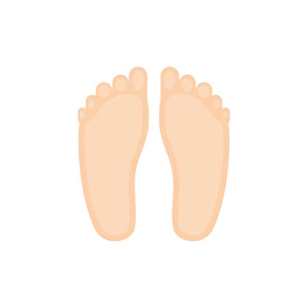 feet icon design, Human body person people health anatomy biology and science theme Vector illustrationの写真素材