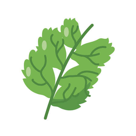 couriander icon over white background, flat detail style, vector illustrationのイラスト素材