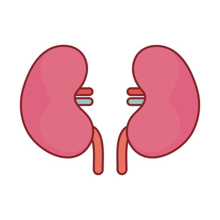 kidneys flat style icon design of Medical care health and emergency theme Vector illustrationのイラスト素材