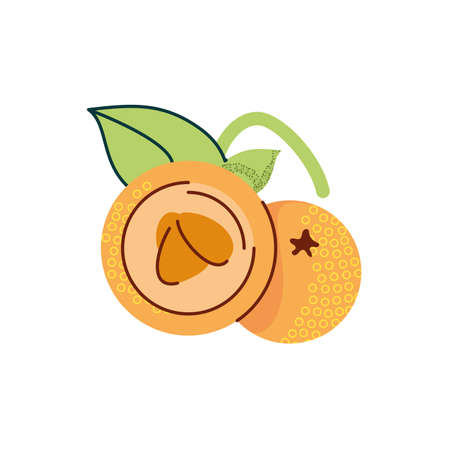 orange fruits icon over white background, flat and colorful design, vector illustrationのイラスト素材