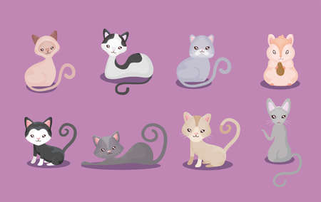 set of cutes cats, feline domestic vector illustration designのイラスト素材