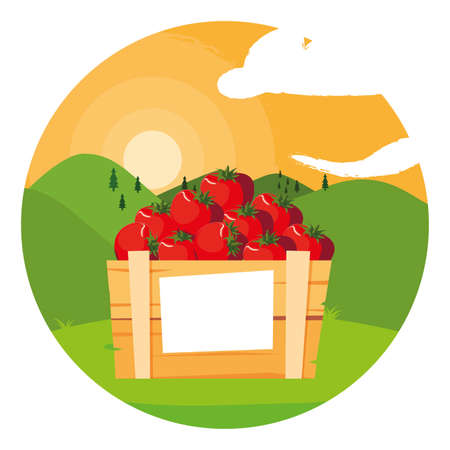 tomatoes design, Vegetable organic food healthy fresh natural and market theme Vector illustrationのイラスト素材