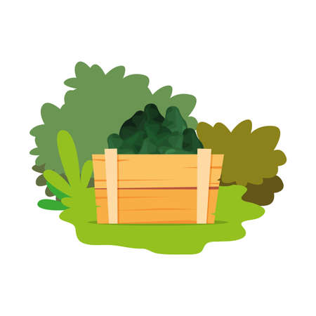 fresh vegetable avocados in wooden basket vector illustrationのイラスト素材