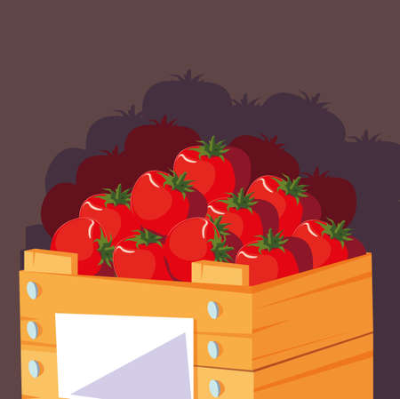 fresh red tomatoes vegetables in wooden crate vector illustration designのイラスト素材