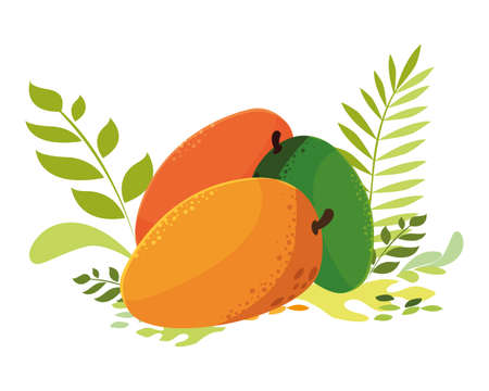 mangos design, Fruit healthy organic food sweet and nature theme Vector illustrationのイラスト素材