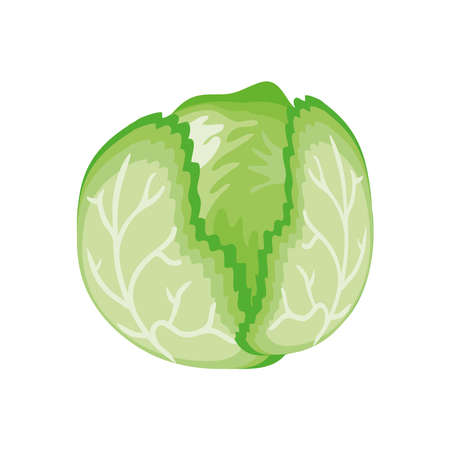 cabbage fresh on white background vector illustration designのイラスト素材