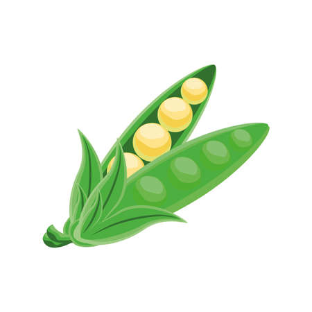 pea vegetable on white background vector illustration designのイラスト素材