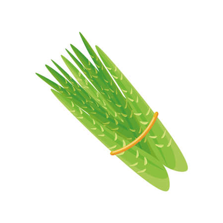 asparagus fresh on white background vector illustration designのイラスト素材
