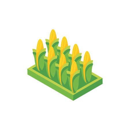sweet corn crop on white background vector illustration designのイラスト素材