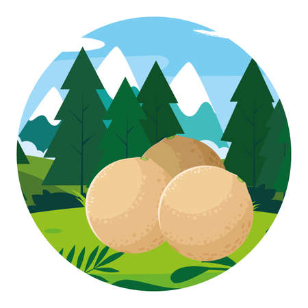 melons design, Fruit healthy organic food sweet and nature theme Vector illustrationのイラスト素材