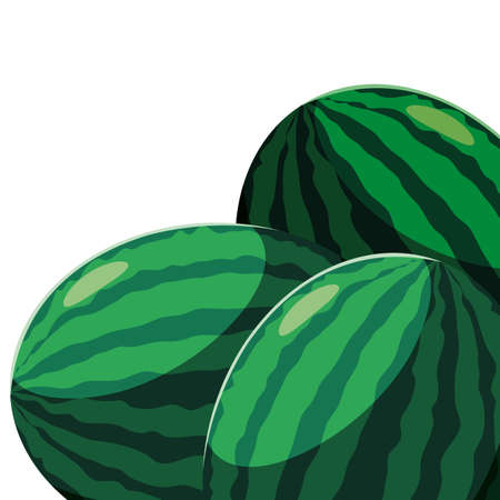 watermelon fresh fruit in white background vector illustrationのイラスト素材