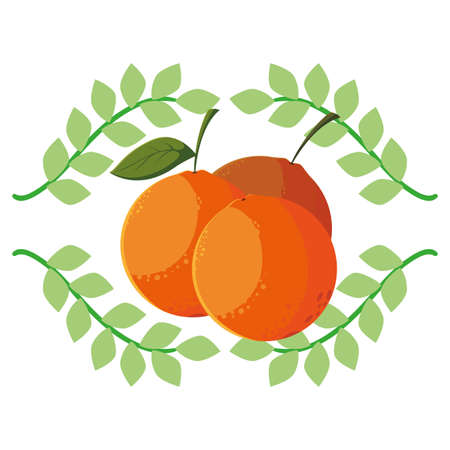 orange fresh fruit emblem organic vector illustrationのイラスト素材
