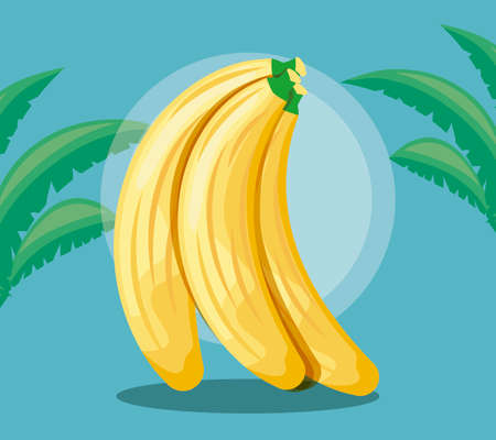 summer poster with set of bananas and leafs vector illustration designのイラスト素材