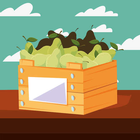 pears fresh fruits in wooden basket vector illustrationのイラスト素材