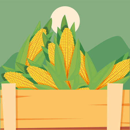 fresh vegetable corn in wooden basket vector illustrationのイラスト素材