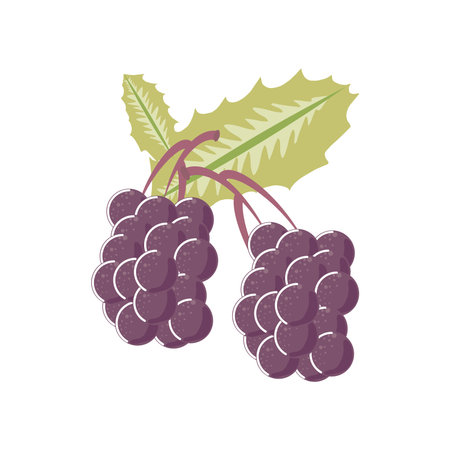 bunch grapes fresh fruit icon isolated style vector illustrationのイラスト素材