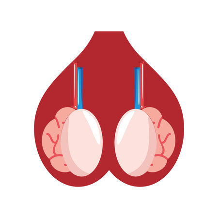 human organ cartoon icon isolated