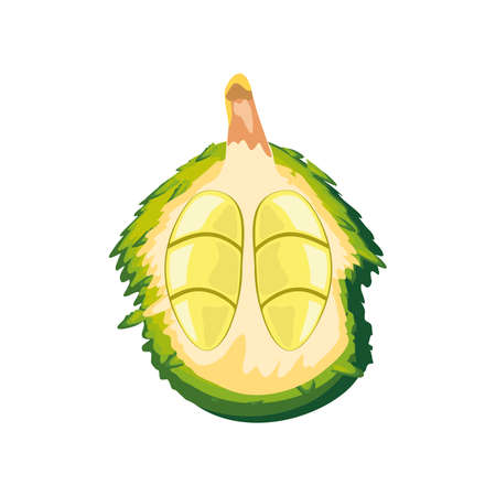 tropical fruit durian icon isolatedのイラスト素材