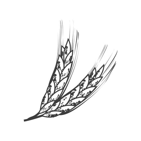 wheat branches sketch isolated iconのイラスト素材