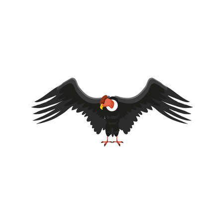 condor bird animalのイラスト素材