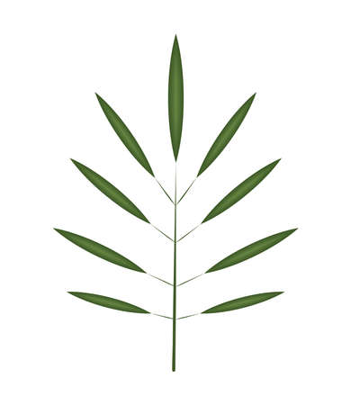 branch leaves foliageのイラスト素材