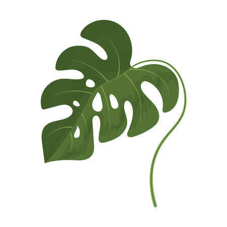 leaf monstera iconのイラスト素材