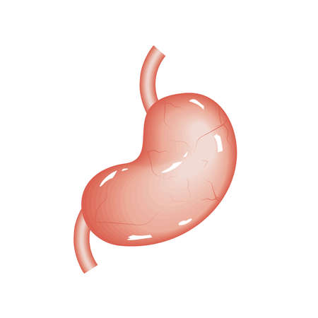 stomach human organのイラスト素材