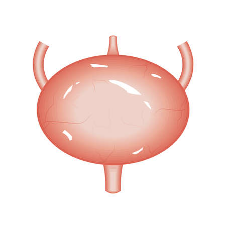 bladder human organのイラスト素材