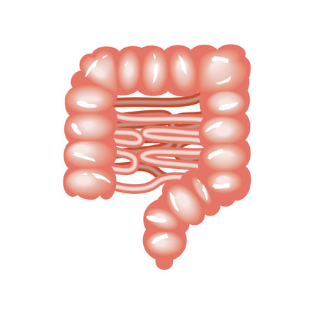 intestines human bodyのイラスト素材