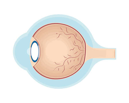 eye human body partのイラスト素材