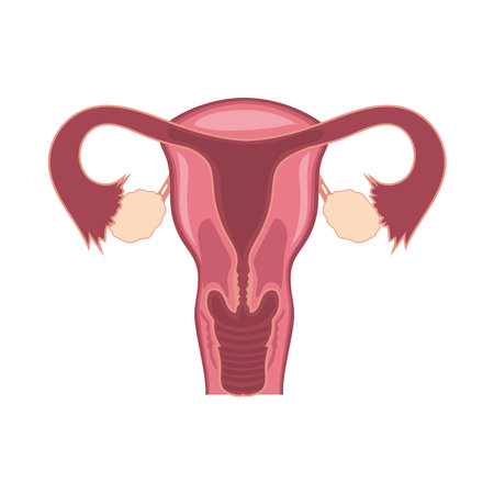 female reproductive systemのイラスト素材