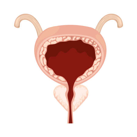 bladder human body partのイラスト素材