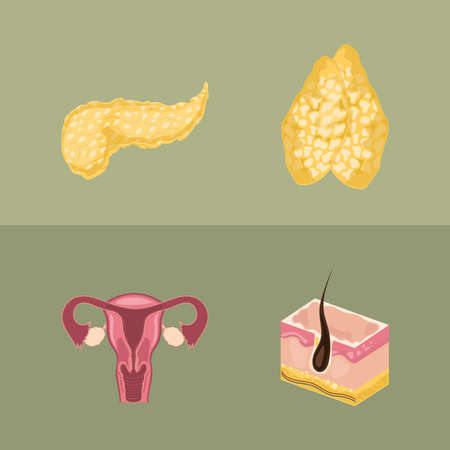 human organ partsのイラスト素材