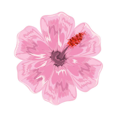 flower hibiscus natureのイラスト素材