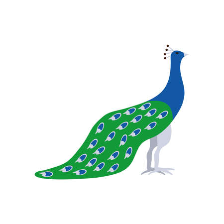 peacock exotic birdのイラスト素材