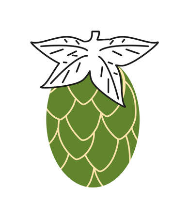 hop cone natureのイラスト素材