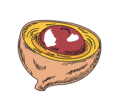 lucuma superfood iconのイラスト素材